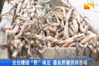 皮白腰细 “野”味足 嘉鱼野藕俏销市场