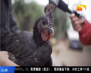 林下散养鸡中“兰博基尼” 汤美肉香有嚼劲