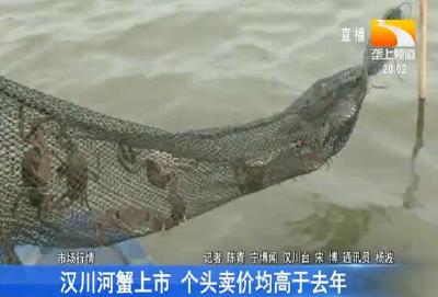 汉川河蟹上市 个头卖价均高于去年