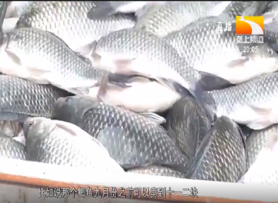 金秋探市场 淡水鱼供应充足价格走低