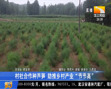 村社合作种芦笋 助推乡村产业“节节高”