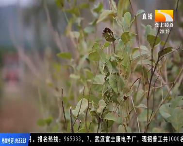 秋管秋收同步进行 英山家养虎杖收益丰