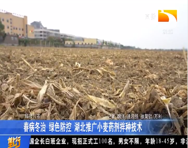 春病冬治 绿色防控 湖北推广小麦药剂拌种技术