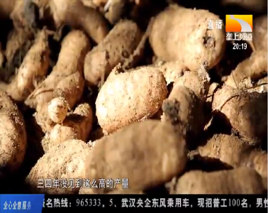 周期减半产量倍增 英山天麻丰收“秘诀”在哪