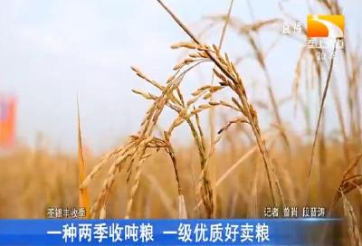 一种两季收吨粮 一级优质好卖粮