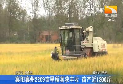 襄阳襄州2209亩旱稻喜获丰收 亩产近1300斤