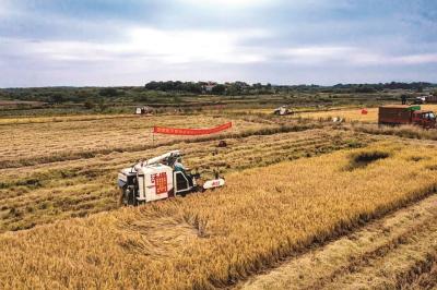 光谷“太空稻”喜迎丰收 预测亩产可达1000斤