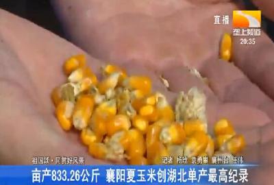 亩产833.26公斤 襄阳夏玉米创湖北单产最高纪录