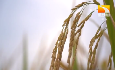 水稻精确定量栽培技术原理及栽培技术的实施要点