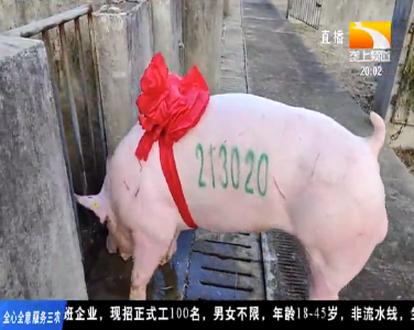 身价3.6万元！湖北2021年新科“猪王”诞生
