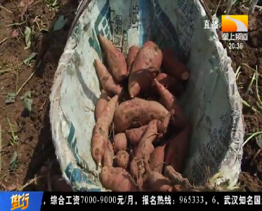 当阳6000多亩红薯开挖 产量高品质佳