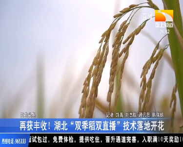 再获丰收！湖北“双季稻双直播”技术落地开花