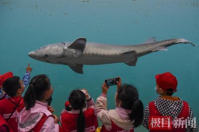 荆州今年首批10万尾人工繁殖中华鲟成功孵化