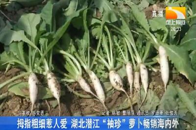 拇指粗细惹人爱 湖北潜江“袖珍”萝卜畅销海内外
