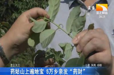 药姑山上遍地宝 5万乡亲发“药财”