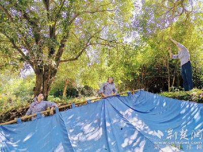 180万网友游客寻香咸安桂花源