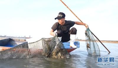 汉川：虾蟹鳜混养助力农民致富增收