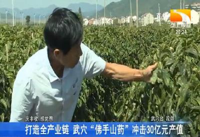 打造全产业链 武穴“佛手山药”冲击30亿元产值