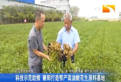 科技示范助推 襄阳打造鄂产高油酸花生原料基地