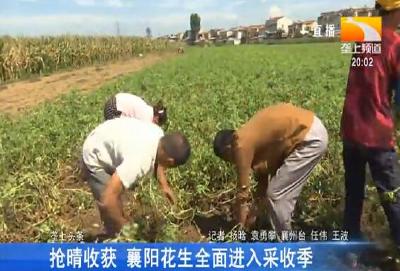 抢晴收获 襄阳花生全面进入采收季