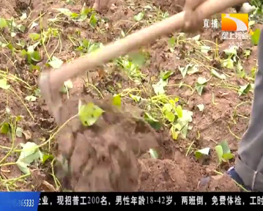 “苕” 书记种苕记