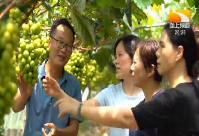 爱折腾有拼劲 葡萄能手筑梦绿色田园