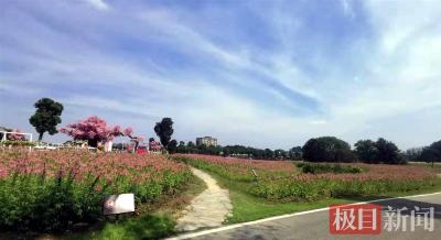 田园民宿与生态文化创意融合，武汉北边的贫瘠黄土坡上崛起最美乡村