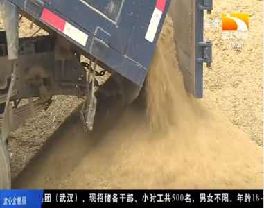 订单式种粮 红安粮农亩增收150元