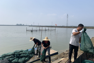 洪湖市渔民：曾经浪打浪 如今养蟹忙