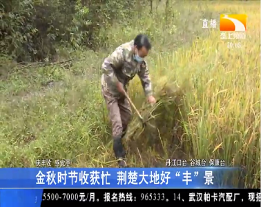 金秋时节收获忙 荆楚大地好“丰”景