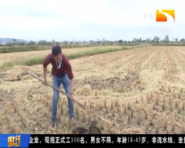 价格是普通稻的三倍! 自然农法种出优质稻走俏高端市场