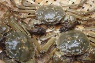 国庆后湖北螃蟹产区起水量大增 市场上每只便宜了两到三元