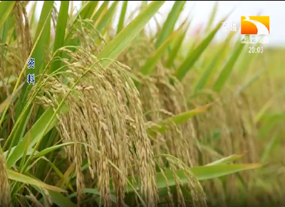 湖北抢抓农时 全力推进秋冬农业开发