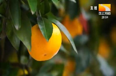 湖北省2021年秋冬柑橘科学施肥方案