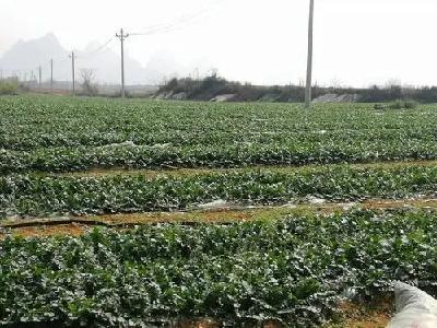 蔬菜，管够！荆州在田蔬菜预计产量108.2万吨