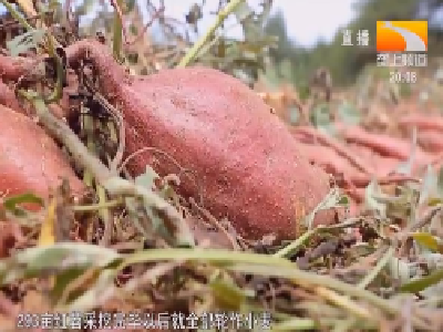 12万斤麦种免费送 红安苕有了高效新“搭档”