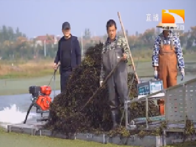 每小时可清理3亩 新式小龙虾养殖专用割草机效率高