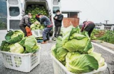 崇阳12万亩蔬菜保障冬季供应