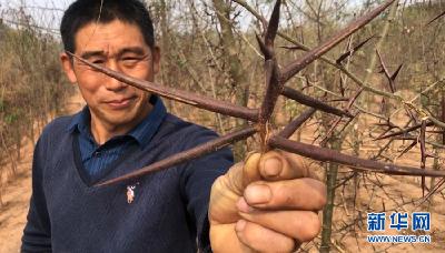 湖北安陆皂角树种植拓富路