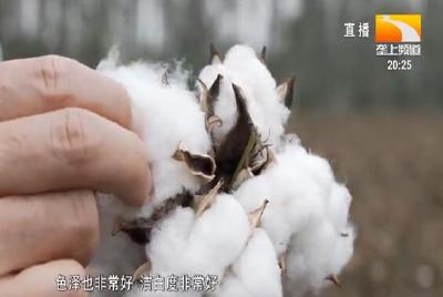 轻简栽培产量高 应城短季棉喜迎丰收