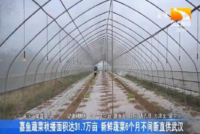 嘉鱼蔬菜秋播面积达31.7万亩 6个月不间断直供武汉