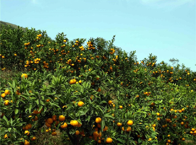阳新柑橘精品化发展身价看涨