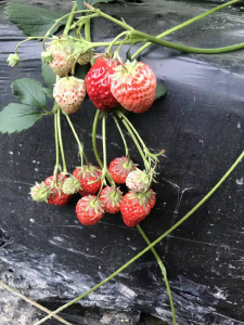 草莓花果期管理小技巧