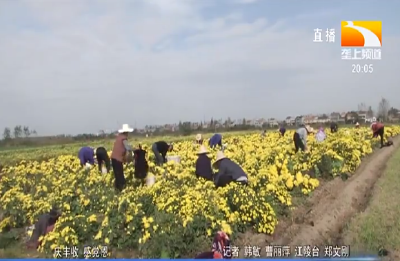 菊花飘香行情好 品种多样效益高