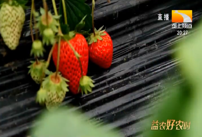 种植的草莓矮化枯萎，是什么病，如何防治？
