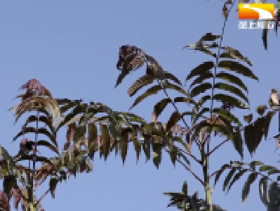 初冬时节“椿”意浓 香椿每斤卖到80元