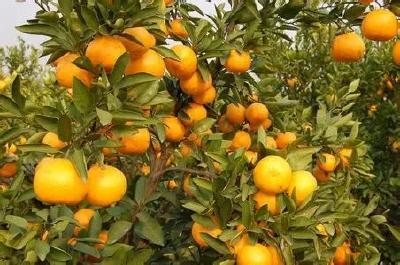 荆州引进无病毒苗复兴上明柑橘