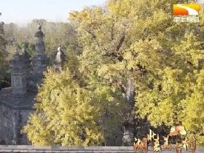 千年银杏封“将军” 古木参天阅沧桑