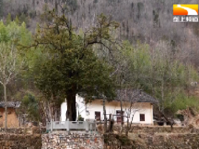 入列珍稀濒危物种 千年红豆杉长成大山里珍宝