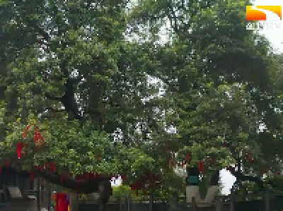 千年杨梅发“新枝” 一树开出多朵“金花”